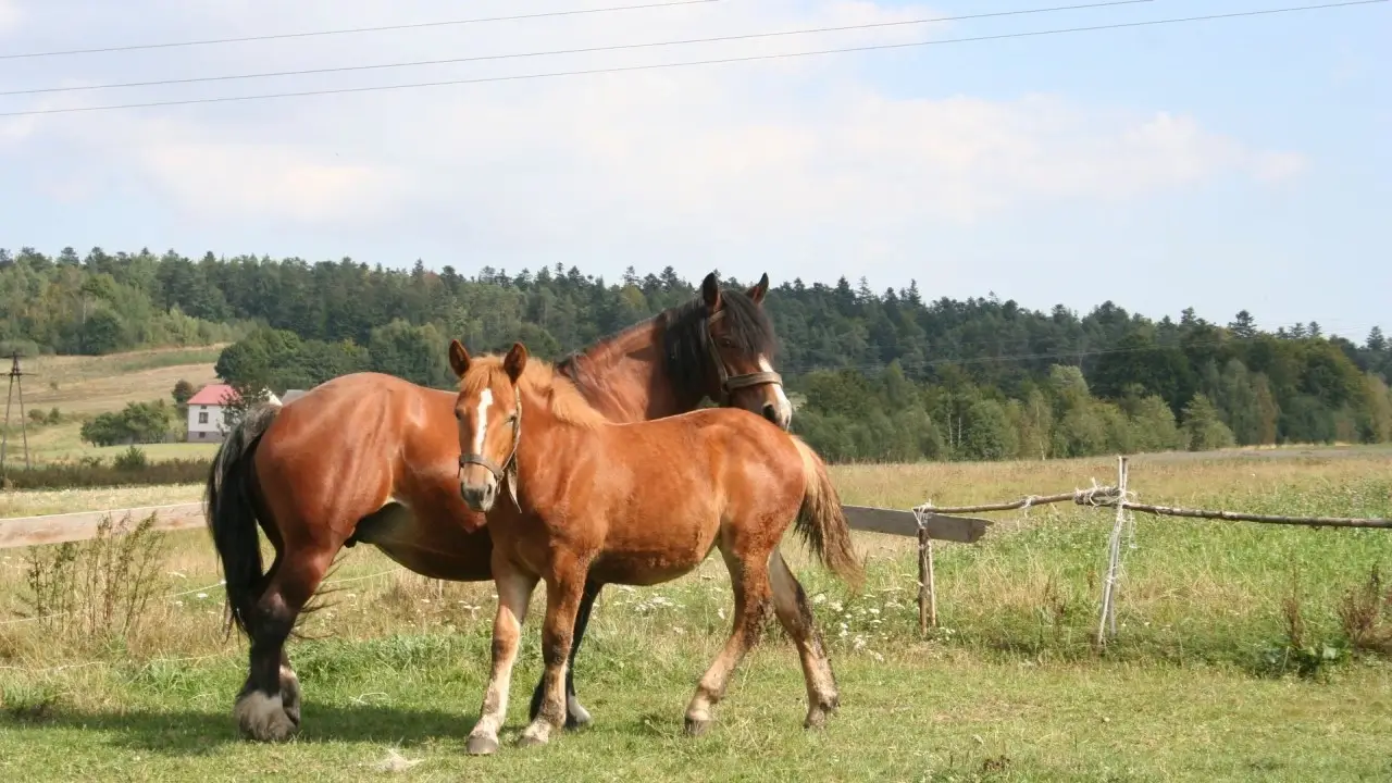 Stajnia nad Strumykiem w Korytnicy